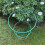 Selections Pack of 5 Conical Garden Plant Support Rings (48cm) 8