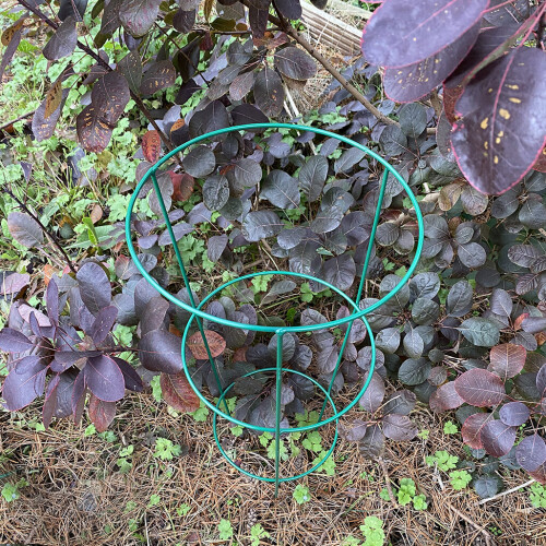 Selections Pack of 5 Conical Garden Plant Support Rings (60cm) 2