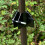 Selections Metal Wrap Around Squirrel Baffle for Bird Feeding Stations 4