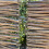 Selections Willow Wheelie Bin Screen (Triple) 5
