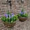 Selections 2 x Artificial Lavender & Eucalyptus Topiary Hanging Baskets (25cm) 3