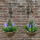 Selections 2 x Artificial Lavender & Eucalyptus Topiary Hanging Baskets (25cm) 4