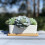 Selections White Succulent and Cactus Trough Garden Plant Pot 5