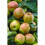 Mix Fruit Trees Best Apples Garden Plant 5ft tall approx 2