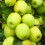 Mix Fruit Trees Best Apples Garden Plant 5ft tall approx 6