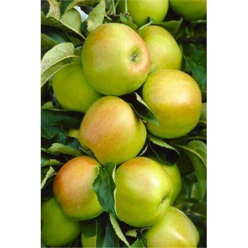 Mix Fruit Trees Best Apples Garden Plant 5ft tall approx 2