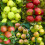 Mix Fruit Trees Best Apples Garden Plant 5ft tall approx 1