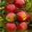 Mix Fruit Trees Best Apples Garden Plant 5ft tall approx 4