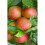 Mix Fruit Trees Best Apples Garden Plant 5ft tall approx 5