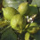 Large 2-3ft tall Citrus Lime Tree in 3L Pot Garden 1