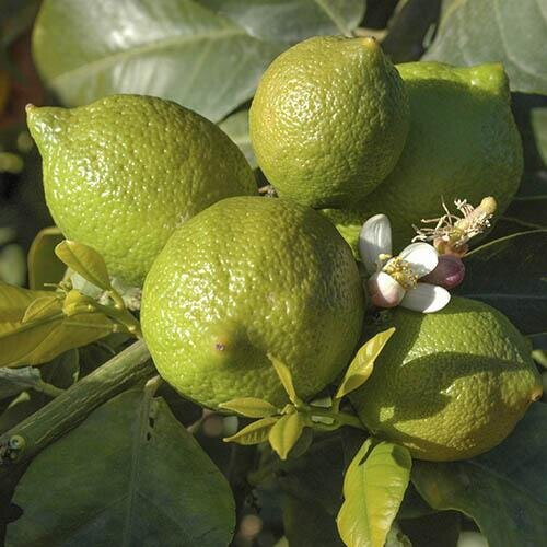 Large 2-3ft tall Citrus Lime Tree in 3L Pot Garden