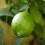 Large 2-3ft tall Citrus Lime Tree in 3L Pot Garden 2