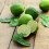 Large 2-3ft tall Citrus Lime Tree in 3L Pot Garden 3