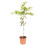 Large 2-3ft tall Citrus Lime Tree in 3L Pot Garden 5