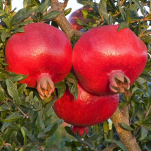 Hardy Pomegranate Fruit Tree Punica granatum Specimen Plant 1.6-1.8m