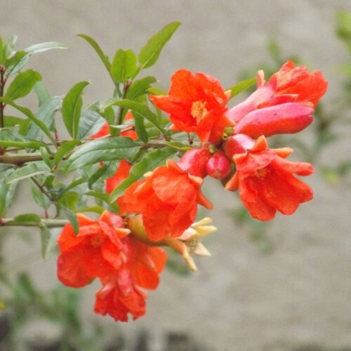 Hardy Pomegranate Fruit Tree Punica granatum Specimen Plant 1.6-1.8m 2