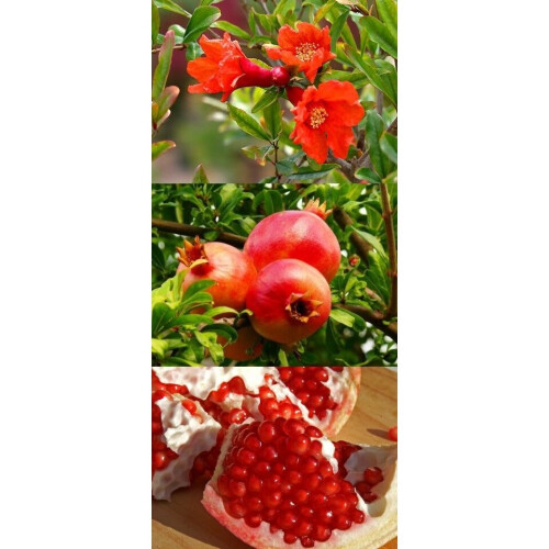 Hardy Pomegranate Fruit Tree Punica granatum Specimen Plant 1.6-1.8m 1
