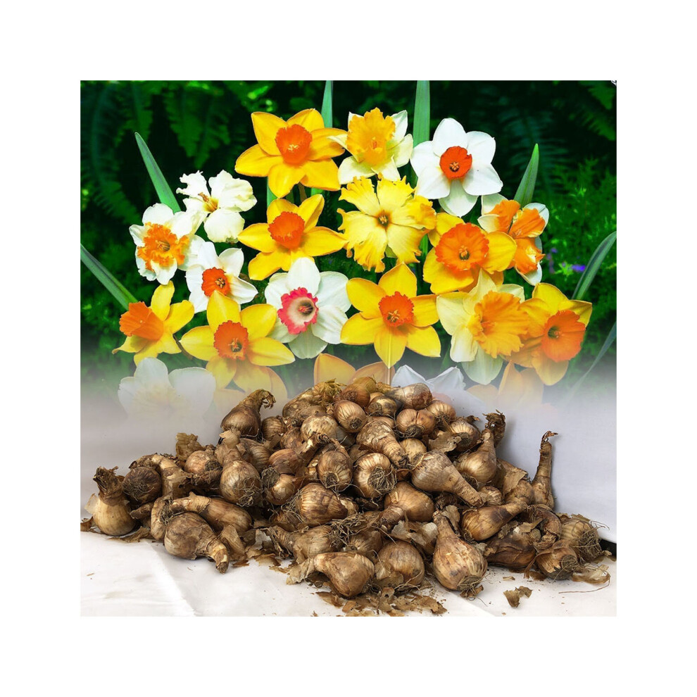 100 MIXED DAFFODIL & NARCISSI