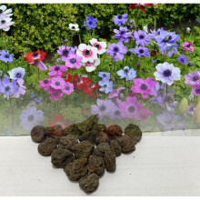 (15) ANEMONE DE CAEN MIXED COLOURS (CORONARIA) BULBS IDEAL FOR ROCKERIES & BORDERS
