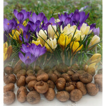 (250) CROCUS BULBS MIXED SPECIE (BOTANICAL) EARLY HARDY GARDEN SPRING PERENNIAL