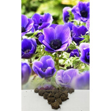 (100) ANEMONE MR FOKKER (DE CAEN) BULBS BLUE IDEAL FOR ROCKERIES BORDERS & TUBS