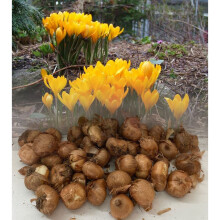 (25) YELLOW (VERNUS) CROCUS BULBS LARGE BLOOMS HARDY SPRING GARDEN PERENNIAL