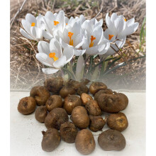 (15) WHITE (VERNUS) CROCUS BULBS LARGE BLOOMS SPRING GARDEN PERENNIAL