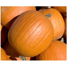 PREMIER SEEDS DIRECT Pumpkin - Mammoth Gold - 45 Seeds - Ideal for Halloween