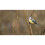 Extra Select Half Coconuts In Tub Mealworm 1x10 3