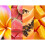 Hawaiian Tropic HAWAIIAN TROPIC Body Oils 0.18 3