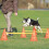Dog Activity Obstacles, set 3 pcs. 7