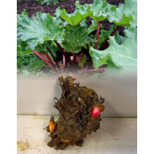 (3) RHUBARB CROWNS VICTORIA COMMERCIAL QUALITY HIGH YIELD PERENNIAL READY TO PLANT