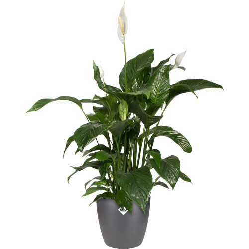 (Anthracite ) Elho Brussels Round 30 - Flowerpot 2