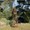 Selections Spiral Willow Garden Obelisk (1.15m) 3