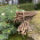 Selections Pack of 40 Willow Pea & Bean Support Sticks (120cm) 2