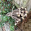 Selections Pack of 40 Willow Pea & Bean Support Sticks (120cm) 4