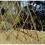 Selections Set of Three Expanding Willow Garden Obelisks (1.5m) 6