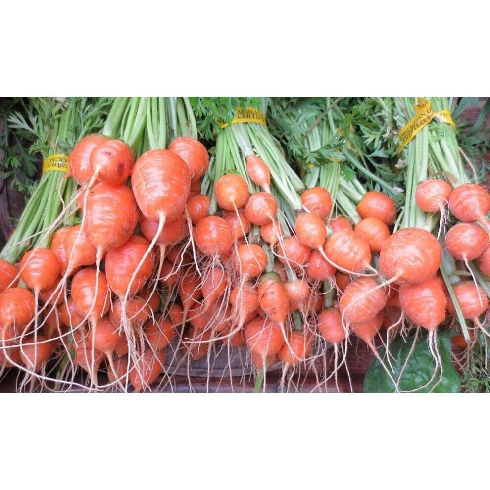 PREMIER SEEDS DIRECT - Carrot - Parisian - Paris Market - 2.5GM ~ 2700 Seeds - Organic