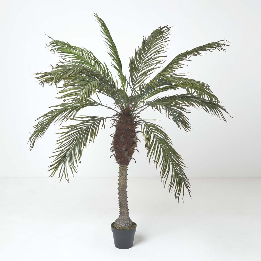 Homescapes Phoenix Palm Tree In Pot, 160 Cm Tall