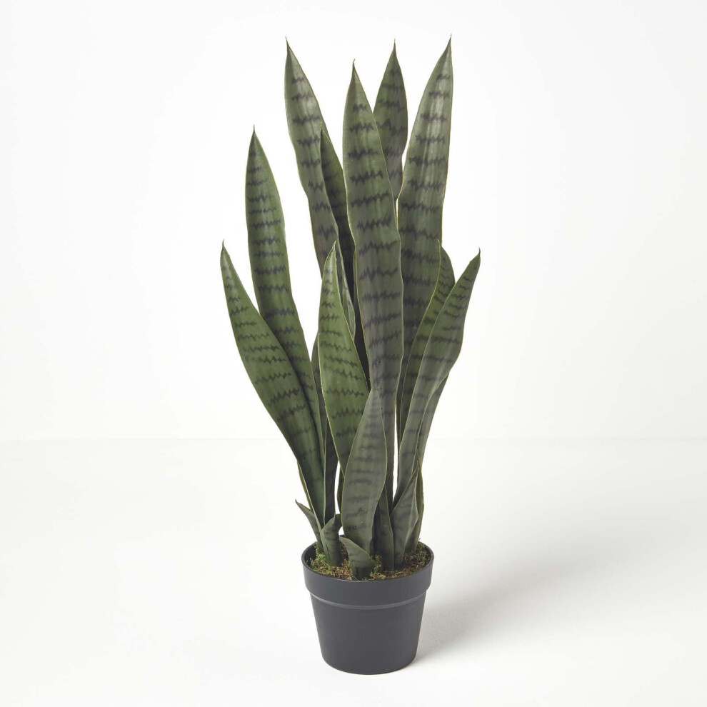 (Green) Snake Plant, 74 cm Tall