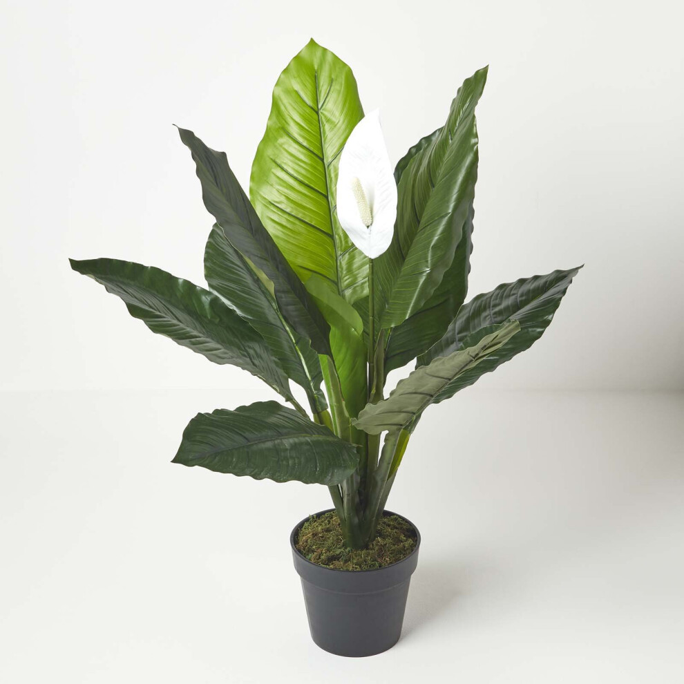 (3 Ft (90 cm)) White Peace Lily in Pot