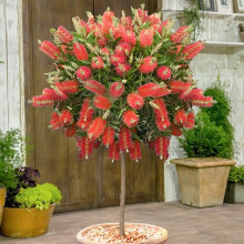 Standard Callistemon Bottlebrush lollipop-form plant tree 80-100cm