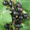 Blackcurrant Standard Fruit Tree Ribes nigrum 80cm stem 100-120cm tall 2