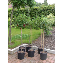 Blackcurrant Standard Fruit Tree Ribes nigrum 80cm stem 100-120cm tall