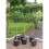 Blackcurrant Standard Fruit Tree Ribes nigrum 80cm stem 100-120cm tall 1