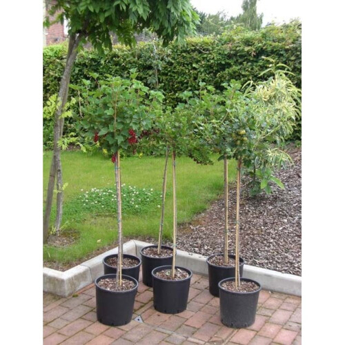 Blackcurrant Standard Fruit Tree Ribes nigrum 80cm stem 100-120cm tall