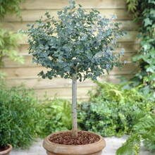 Eucalyptus Standard Tree lollipop form 75-90cm Tall in a 3L Pot