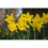 10Kg Tamara Yellow Trumpet Daffodil 3