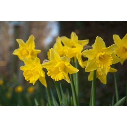 10Kg Tamara Yellow Trumpet Daffodil 2