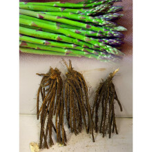 (12) ASPARAGUS ARIANE CROWNS BARE ROOT PERENNIAL GRADE 1 COMMERCIAL QUALITY
